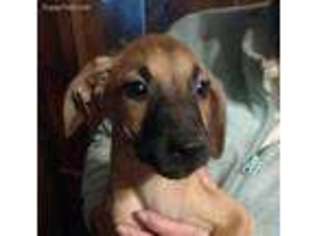 Rhodesian Ridgeback Puppy for sale in Royal Oak, MI, USA
