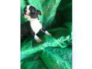 Boston Terrier Puppy for sale in Platteville, WI, USA