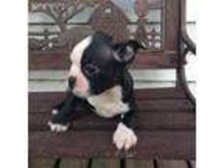 Boston Terrier Puppy for sale in Mendota, IL, USA