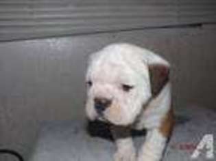 Bulldog Puppy for sale in WITTER, AR, USA