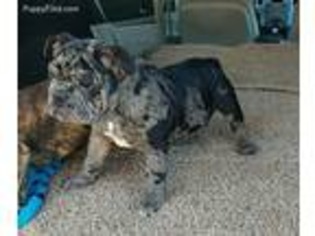 Olde English Bulldogge Puppy for sale in Edwards, MO, USA
