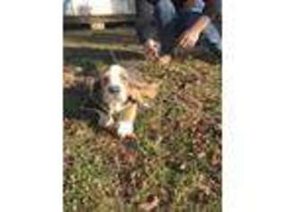Basset Hound Puppy for sale in Van Buren, MO, USA