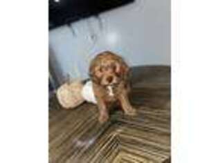 Cavapoo Puppy for sale in Bronx, NY, USA