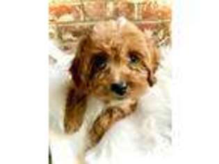 Cavapoo Puppy for sale in Hamilton, MI, USA