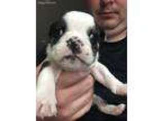 Bulldog Puppy for sale in Social Circle, GA, USA