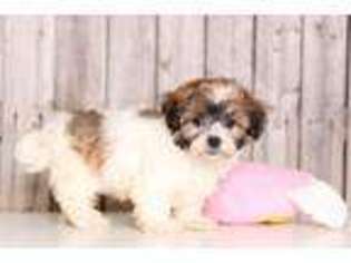 Shinese Puppy for sale in Howard, OH, USA