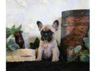 French Bulldog Puppy for sale in Rock Valley, IA, USA