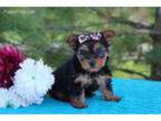 Yorkshire Terrier Puppy for sale in Utica, OH, USA