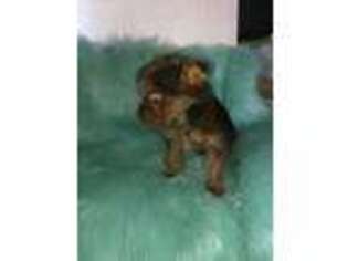 Yorkshire Terrier Puppy for sale in Killeen, TX, USA