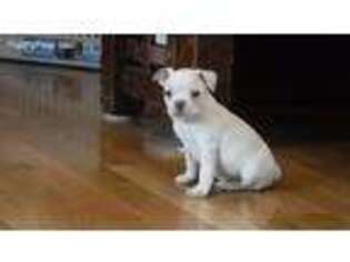 Mutt Puppy for sale in Lexington, MI, USA