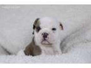 Bulldog Puppy for sale in Callahan, FL, USA