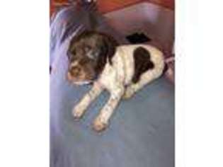 Mutt Puppy for sale in Ogdensburg, NY, USA