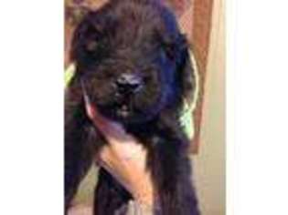 Newfoundland Puppy for sale in Honey Grove, PA, USA