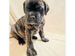 Mastiff Puppy for sale in Carthage, TX, USA