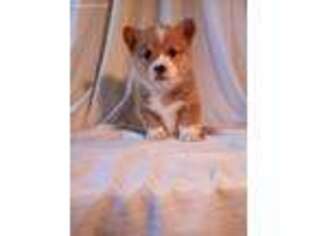 Pembroke Welsh Corgi Puppy for sale in Wilmot, OH, USA