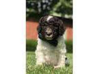 Labradoodle Puppy for sale in Mishawaka, IN, USA