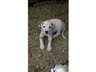 Dalmatian Puppy for sale in Cape May, NJ, USA