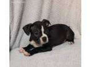 Boston Terrier Puppy for sale in Willow Springs, MO, USA