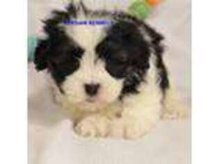 Mal-Shi Puppy for sale in Rock Rapids, IA, USA