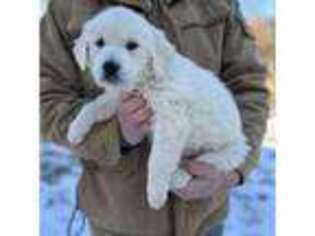 Golden Retriever Puppy for sale in Huntington, NY, USA