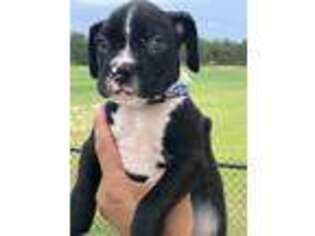 Boxer Puppy for sale in Eglin AFB, FL, USA
