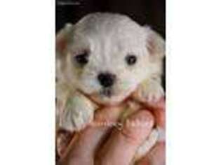 Maltese Puppy for sale in Bellingham, WA, USA