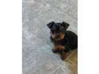 Yorkshire Terrier Puppy for sale in Beloit, WI, USA