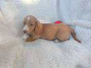 Dachshund Puppy for sale in Wildersville, TN, USA