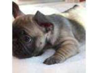 French Bulldog Puppy for sale in Albuquerque, NM, USA