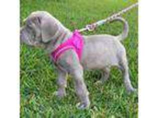 Neapolitan Mastiff Puppy for sale in Texas City, TX, USA