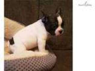 French Bulldog Puppy for sale in Lynchburg, VA, USA
