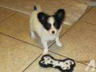 Papillon Puppy for sale in CASSELBERRY, FL, USA