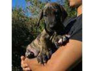 Great Dane Puppy for sale in Brea, CA, USA