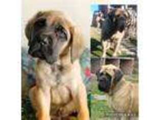 Mastiff Puppy for sale in Chula Vista, CA, USA