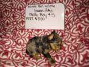 Yorkshire Terrier Puppy for sale in Bristol, TN, USA
