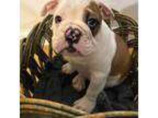 Bulldog Puppy for sale in Detroit, MI, USA
