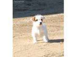 Jack Russell Terrier Puppy for sale in Barnett, MO, USA