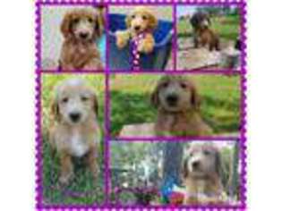Goldendoodle Puppy for sale in Kountze, TX, USA