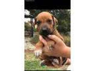 Rhodesian Ridgeback Puppy for sale in Creston, CA, USA