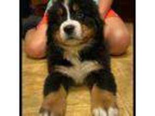 Bernese Mountain Dog Puppy for sale in Birmingham, AL, USA
