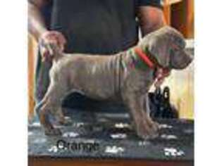 Cane Corso Puppy for sale in Bartlesville, OK, USA