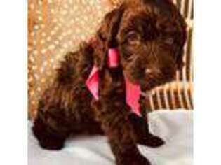 Cocker Spaniel Puppy for sale in Greenwood, AR, USA