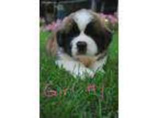 Saint Bernard Puppy for sale in Munger, MI, USA