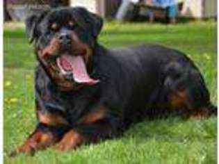 Rottweiler Puppy for sale in Fulton, NY, USA