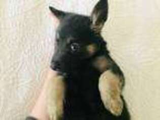 German Shepherd Dog Puppy for sale in Napa, CA, USA