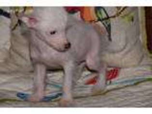 Chinese Crested Puppy for sale in Dardanelle, AR, USA