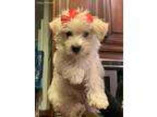 West Highland White Terrier Puppy for sale in Atlantic Beach, FL, USA