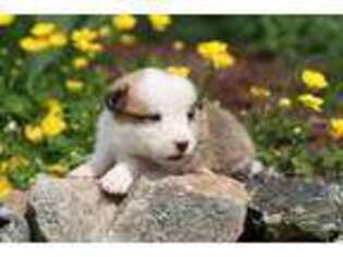 Cardigan Welsh Corgi Puppy for sale in Grand Rapids, MI, USA