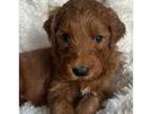 Goldendoodle Puppy for sale in Mendon, MA, USA