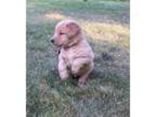 Golden Retriever Puppy for sale in Walpole, MA, USA